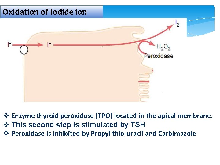 Oxidation of Iodide ion v Enzyme thyroid peroxidase [TPO] located in the apical membrane.