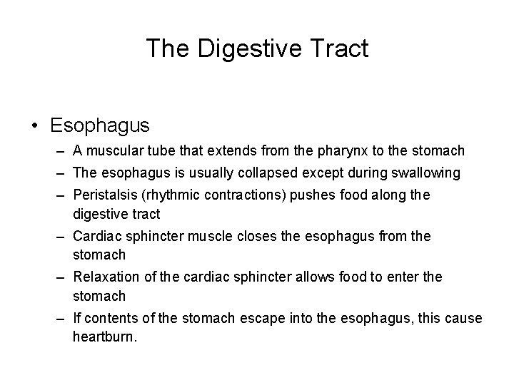 The Digestive Tract • Esophagus – A muscular tube that extends from the pharynx