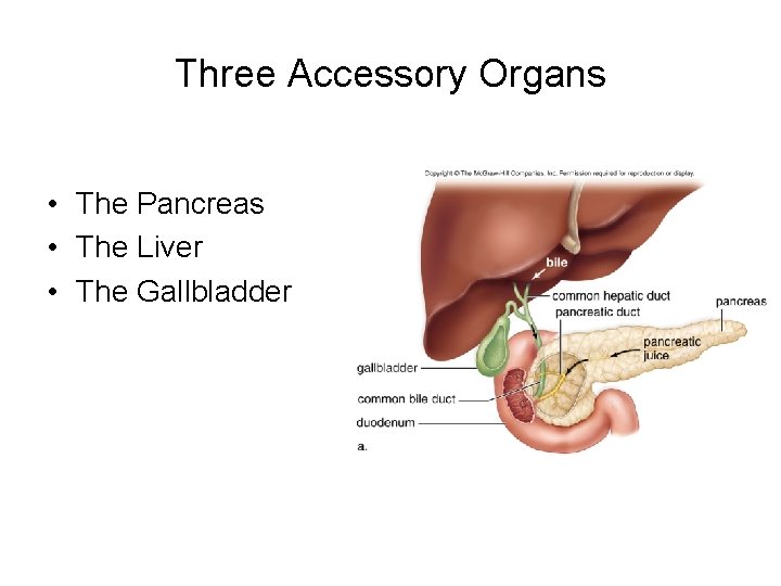 Three Accessory Organs • The Pancreas • The Liver • The Gallbladder 