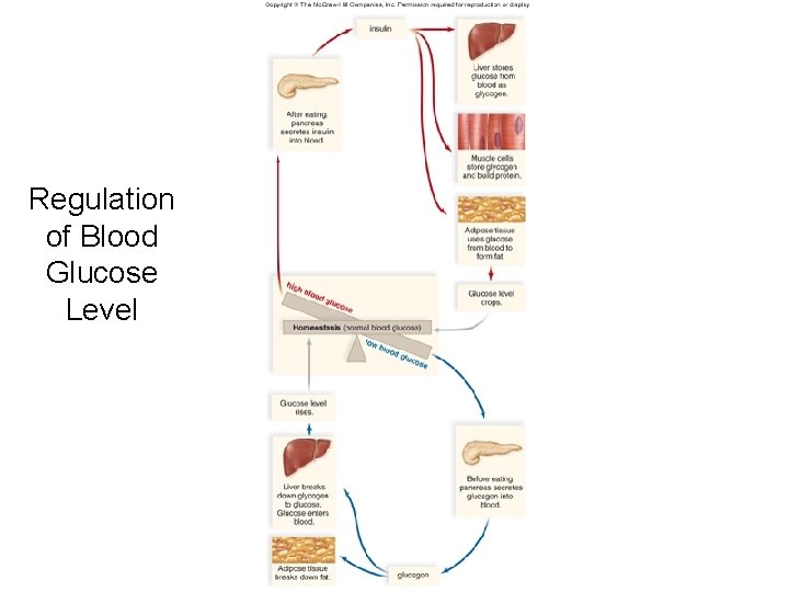 Regulation of Blood Glucose Level 