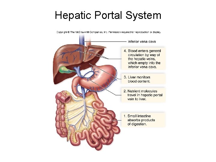 Hepatic Portal System 