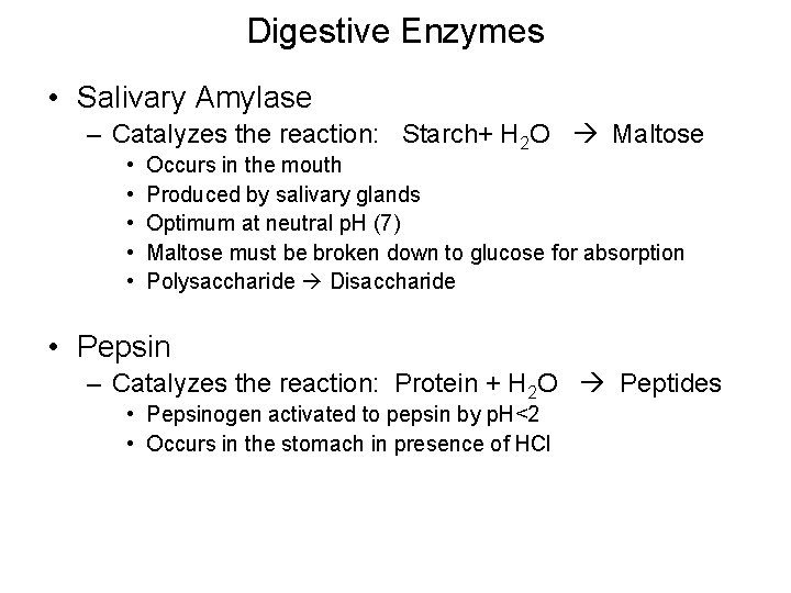 Digestive Enzymes • Salivary Amylase – Catalyzes the reaction: Starch+ H 2 O Maltose
