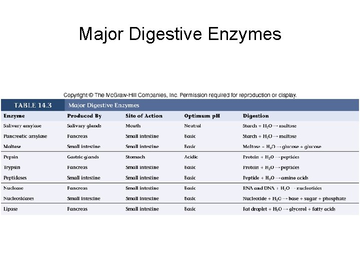 Major Digestive Enzymes 
