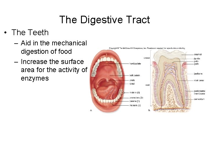 The Digestive Tract • The Teeth – Aid in the mechanical digestion of food