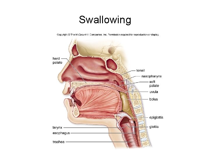 Swallowing 