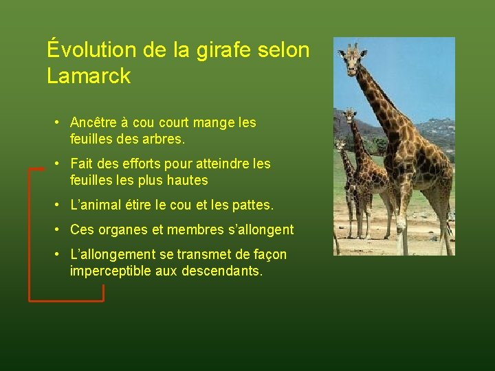 Évolution de la girafe selon Lamarck • Ancêtre à court mange les feuilles des