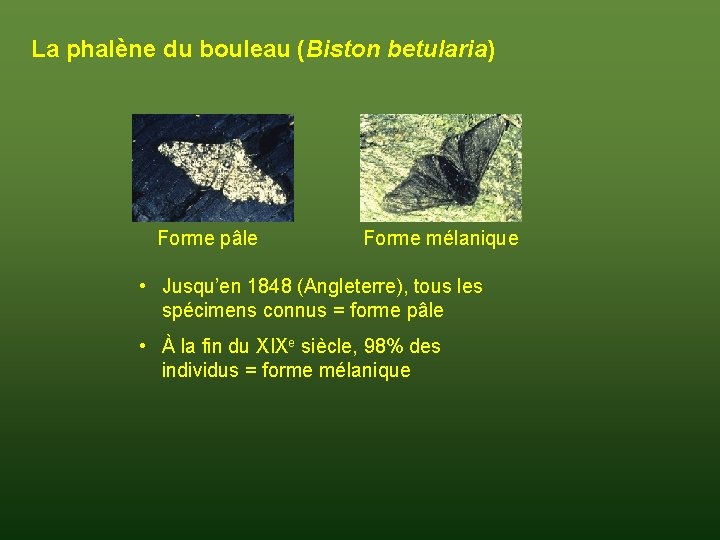 La phalène du bouleau (Biston betularia) Forme pâle Forme mélanique • Jusqu’en 1848 (Angleterre),