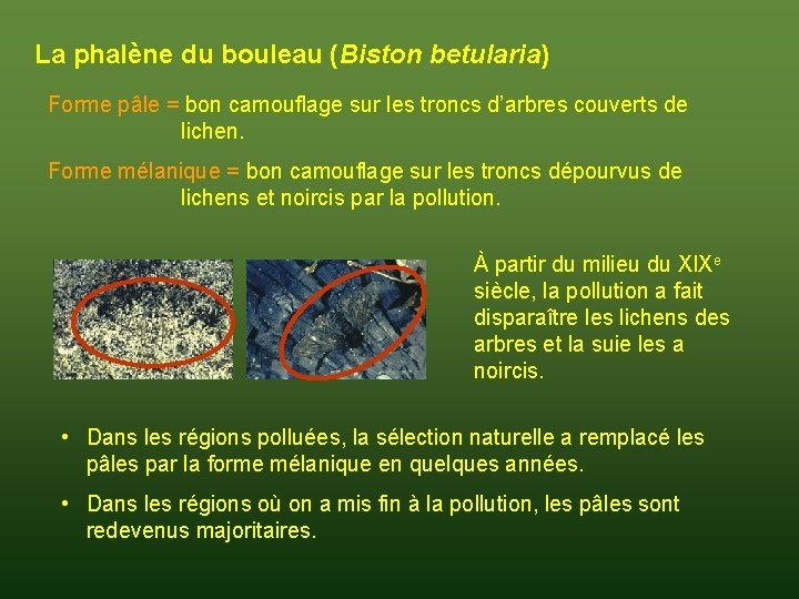 La phalène du bouleau (Biston betularia) Forme pâle = bon camouflage sur les troncs