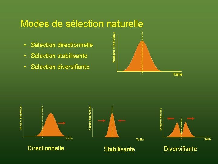 Modes de sélection naturelle • Sélection directionnelle • Sélection stabilisante • Sélection diversifiante Directionnelle