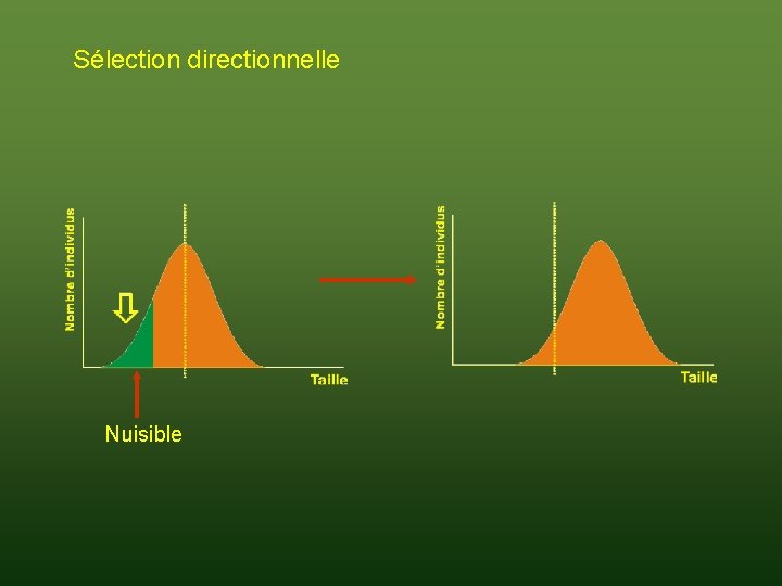 Sélection directionnelle Nuisible 