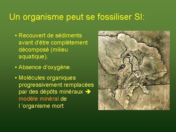 Un organisme peut se fossiliser SI: • Recouvert de sédiments avant d’être complètement décomposé