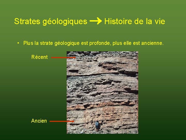 Strates géologiques Histoire de la vie • Plus la strate géologique est profonde, plus