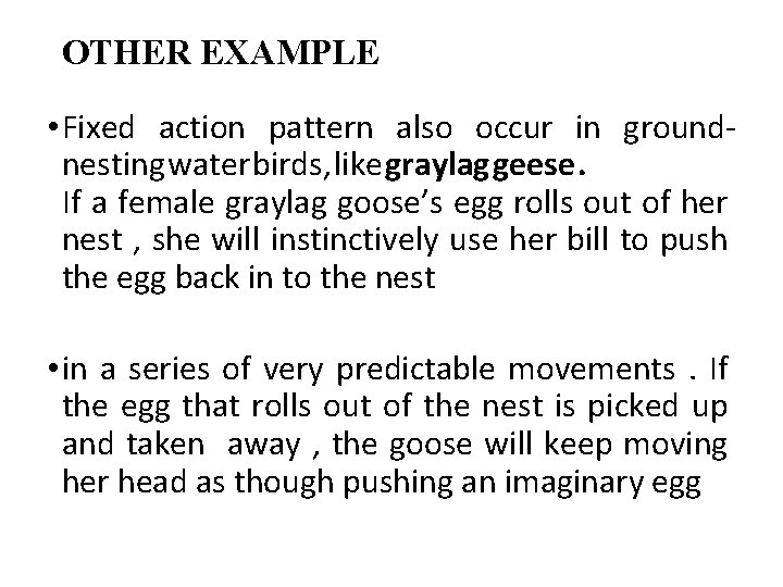 OTHER EXAMPLE • Fixed action pattern also occur in groundnesting water birds, like graylag