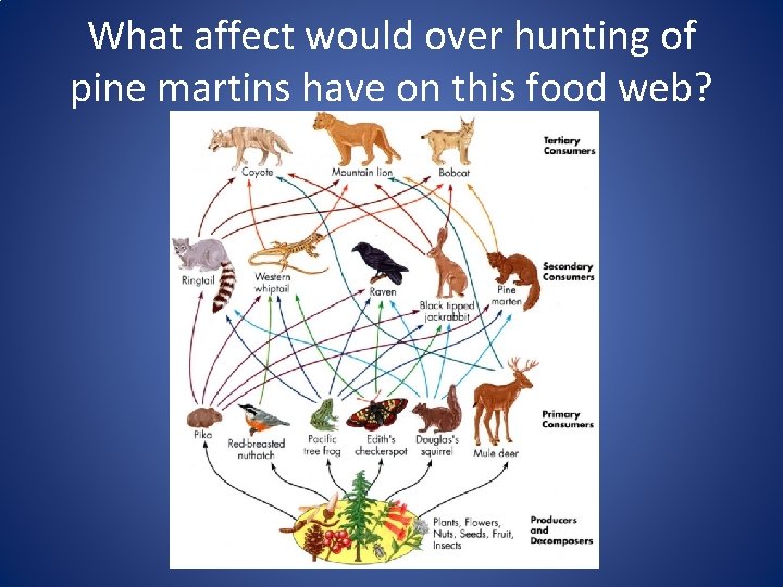 What affect would over hunting of pine martins have on this food web? 