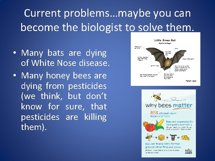 Current problems…maybe you can become the biologist to solve them. • Many bats are