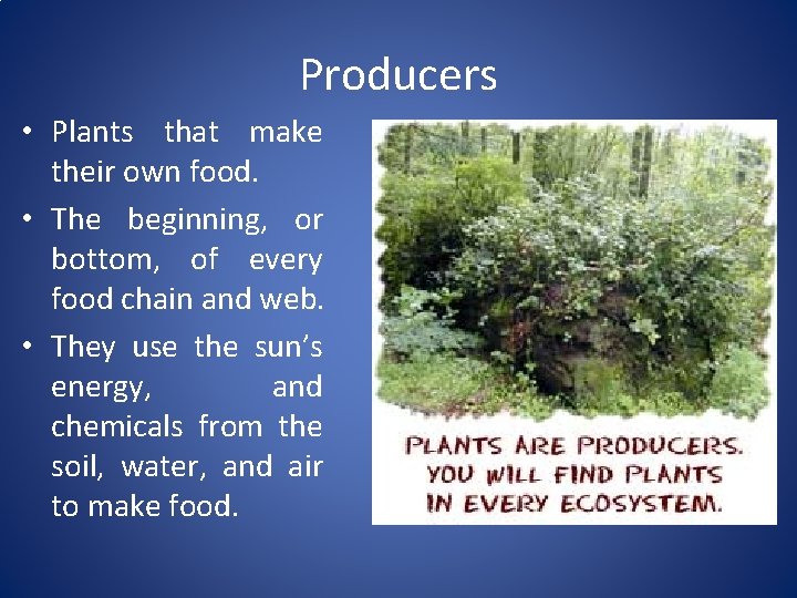 Producers • Plants that make their own food. • The beginning, or bottom, of