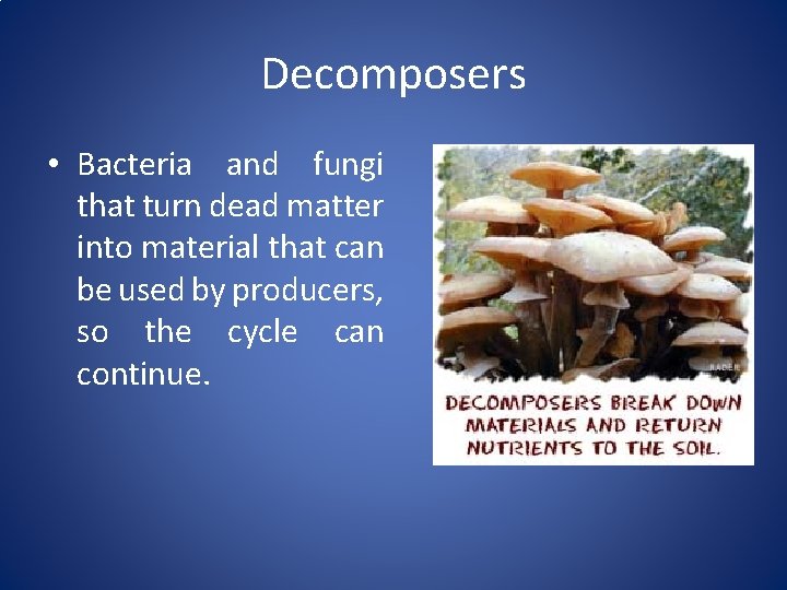 Decomposers • Bacteria and fungi that turn dead matter into material that can be