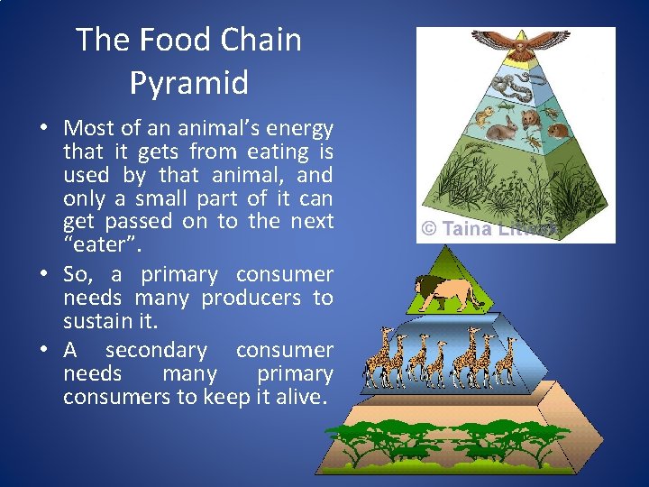 The Food Chain Pyramid • Most of an animal’s energy that it gets from