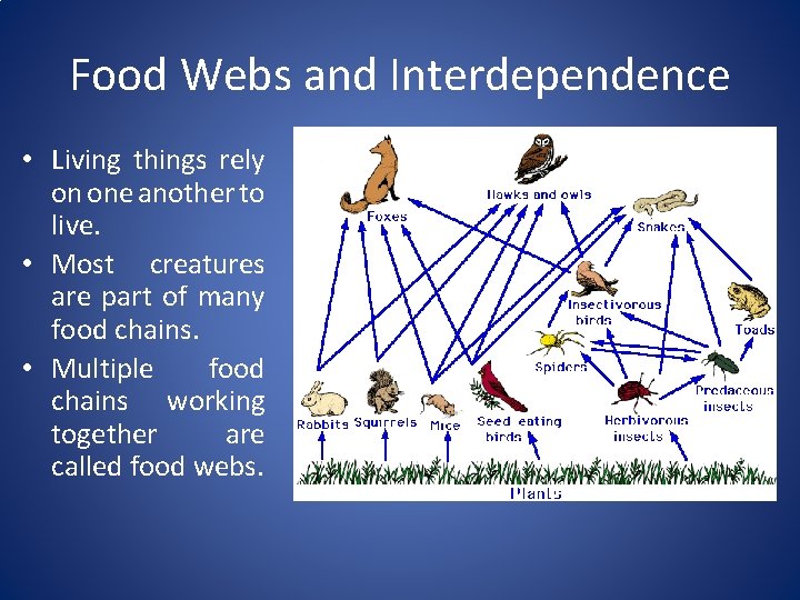 Food Webs and Interdependence • Living things rely on one another to live. •