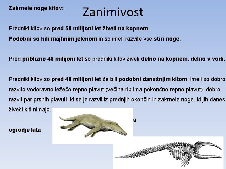 Zakrnele noge kitov: Zanimivost Predniki kitov so pred 50 milijoni let živeli na kopnem.