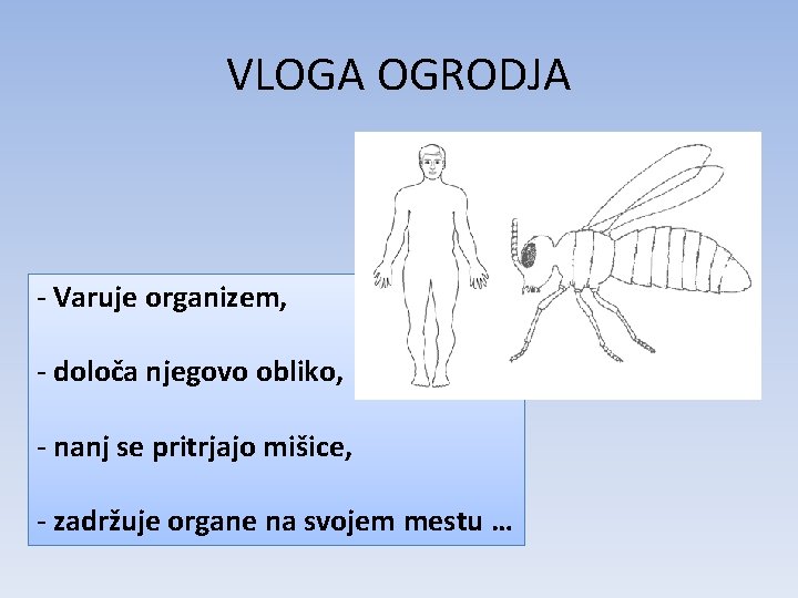 VLOGA OGRODJA - Varuje organizem, - določa njegovo obliko, - nanj se pritrjajo mišice,
