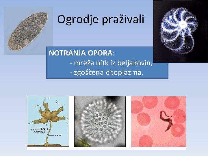 Ogrodje praživali NOTRANJA OPORA: - mreža nitk iz beljakovin, - zgoščena citoplazma. 