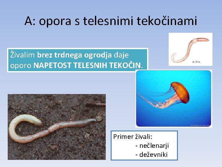 A: opora s telesnimi tekočinami Živalim brez trdnega ogrodja daje oporo NAPETOST TELESNIH TEKOČIN.