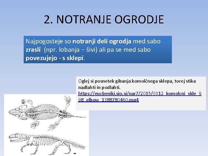 2. NOTRANJE OGRODJE Najpogosteje so notranji deli ogrodja med sabo zrasli (npr. lobanja –