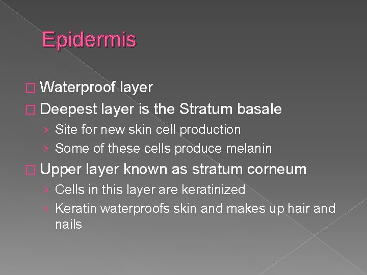Epidermis � Waterproof layer � Deepest layer is the Stratum basale › Site for