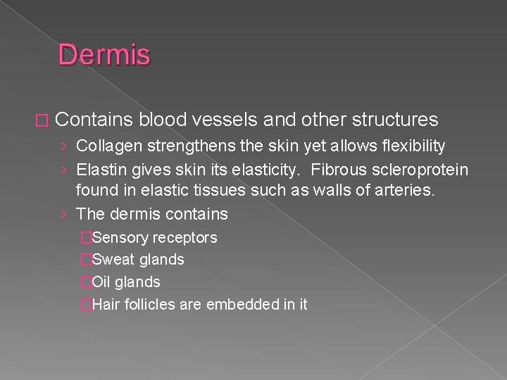 Dermis � Contains blood vessels and other structures › Collagen strengthens the skin yet