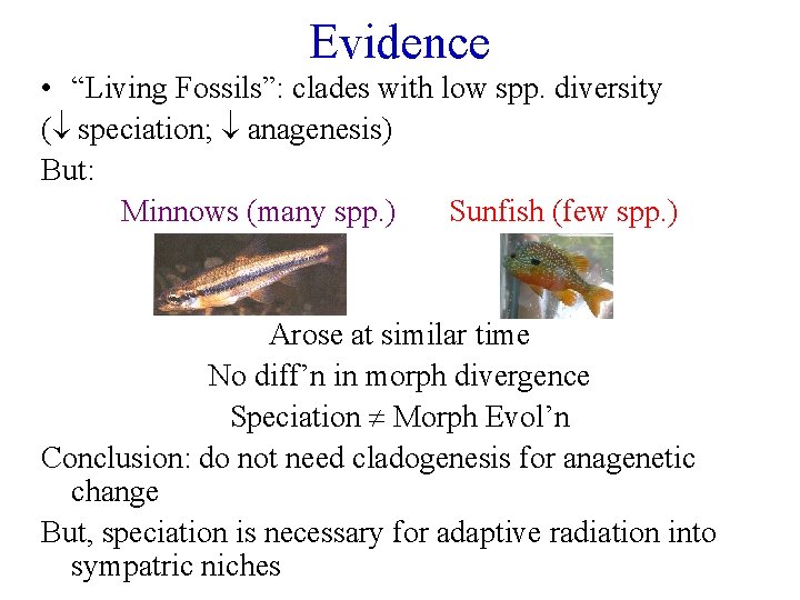 Evidence • “Living Fossils”: clades with low spp. diversity ( speciation; anagenesis) But: Minnows