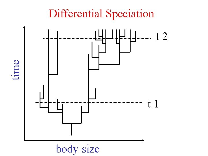 Differential Speciation time t 2 t 1 body size 