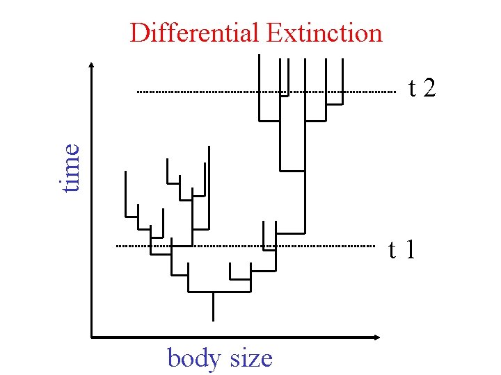 Differential Extinction time t 2 t 1 body size 