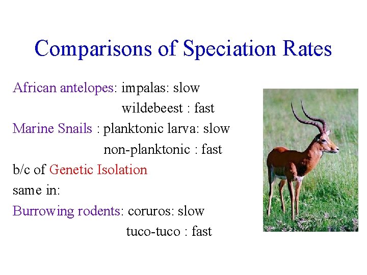 Comparisons of Speciation Rates African antelopes: impalas: slow wildebeest : fast Marine Snails :