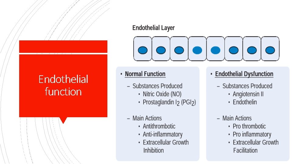 Endothelial function 