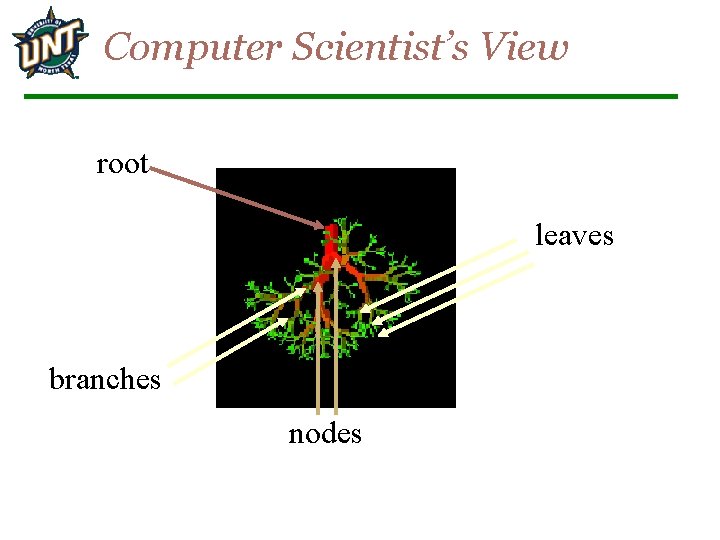 Computer Scientist’s View root leaves branches nodes 