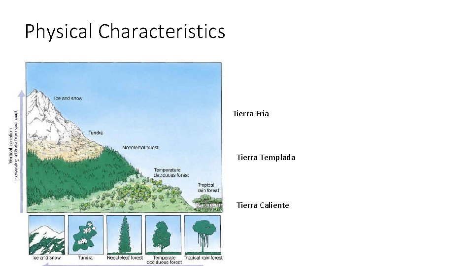 Physical Characteristics Tierra Fria Tierra Templada Tierra Caliente 