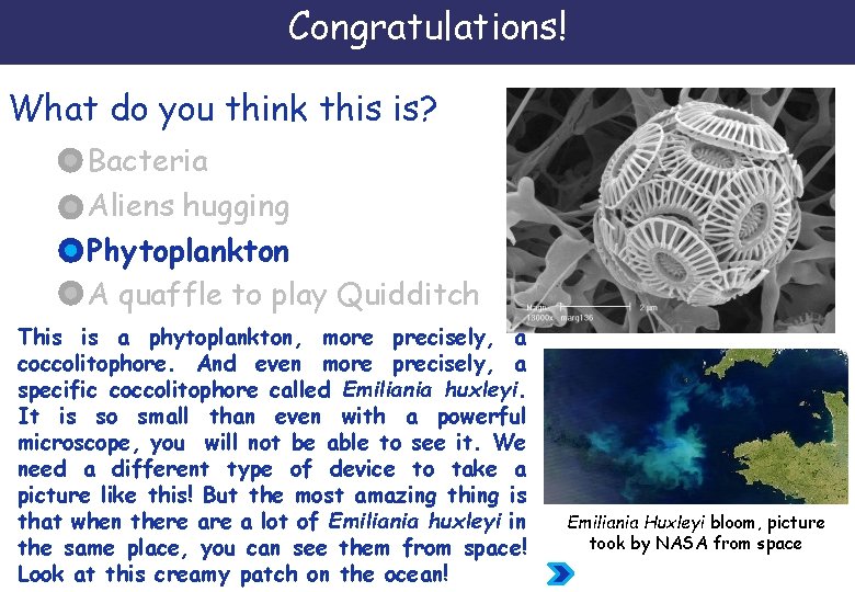 Congratulations! What do you think this is? Bacteria Aliens hugging Phytoplankton A quaffle to