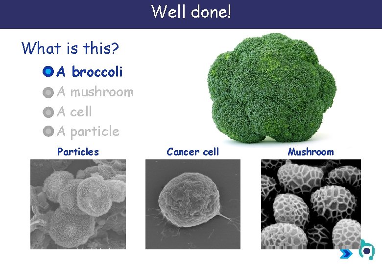 Well done! What is this? A broccoli A mushroom A cell A particle Particles