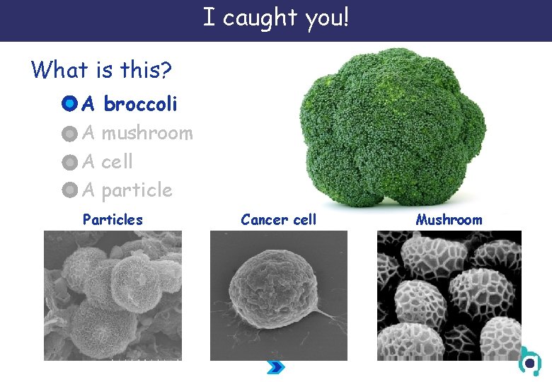 I caught you! What is this? A broccoli A mushroom A cell A particle