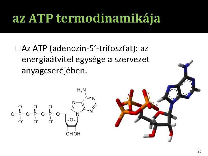 az ATP termodinamikája �Az ATP (adenozin-5’-trifoszfát): az energiaátvitel egysége a szervezet anyagcseréjében. 23 