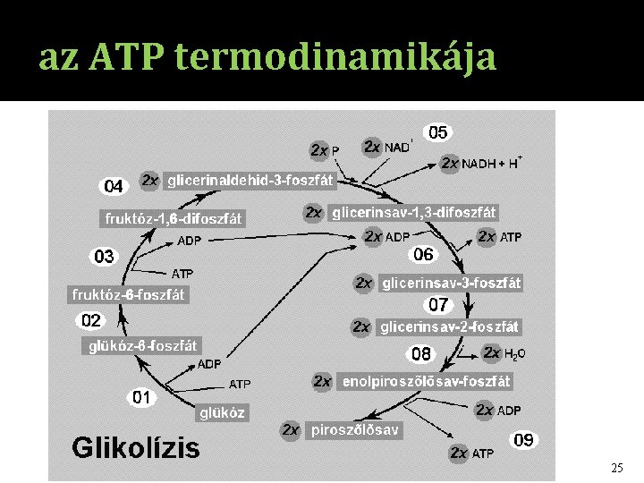az ATP termodinamikája 25 