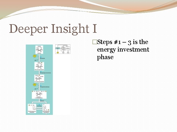 Deeper Insight I �Steps #1 – 3 is the energy investment phase 