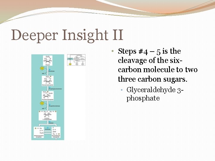 Deeper Insight II • Steps #4 – 5 is the cleavage of the sixcarbon