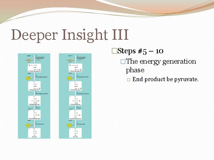 Deeper Insight III �Steps #5 – 10 �The energy generation phase � End product