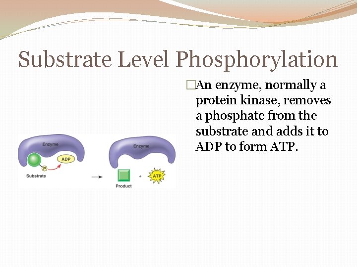 Substrate Level Phosphorylation �An enzyme, normally a protein kinase, removes a phosphate from the