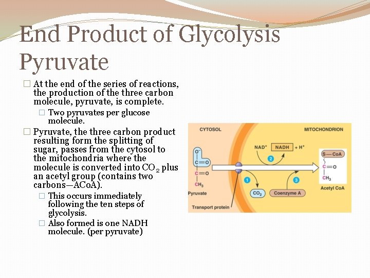 End Product of Glycolysis Pyruvate � At the end of the series of reactions,