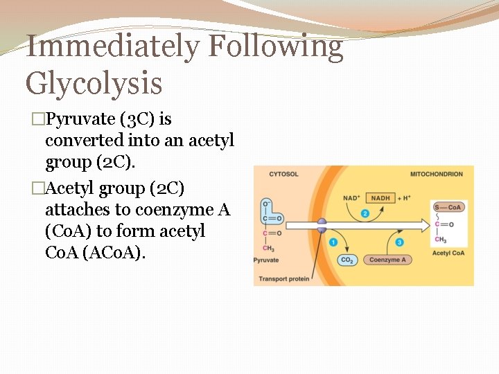 Immediately Following Glycolysis �Pyruvate (3 C) is converted into an acetyl group (2 C).