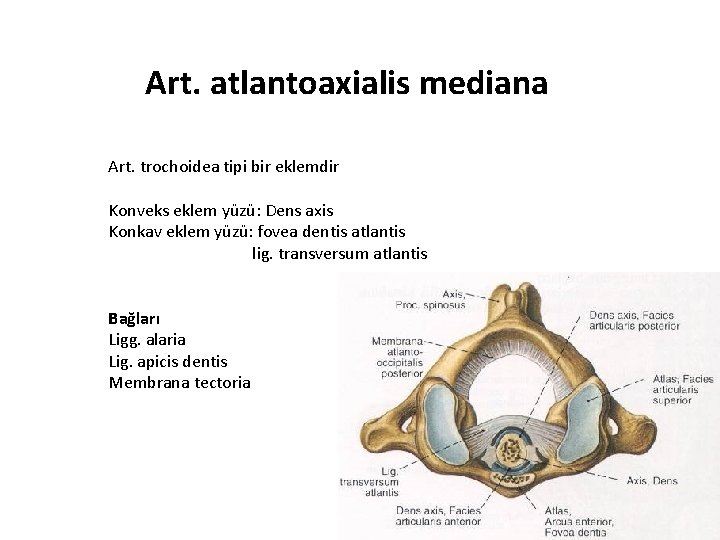 Art. atlantoaxialis mediana Art. trochoidea tipi bir eklemdir Konveks eklem yüzü: Dens axis Konkav