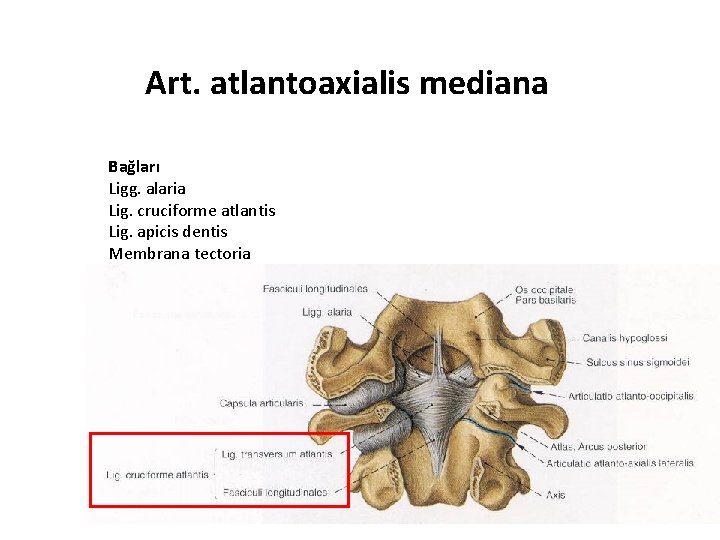 Art. atlantoaxialis mediana Bağları Ligg. alaria Lig. cruciforme atlantis Lig. apicis dentis Membrana tectoria